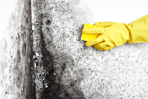 Best Air Quality Testing for Mold Spores  in Oneonta, NY