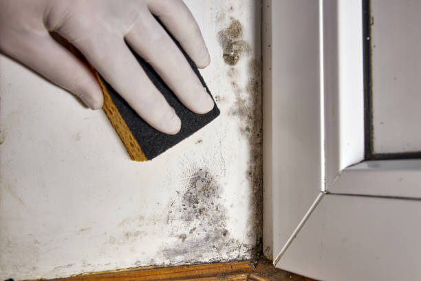 Best Asbestos and Lead Testing During Mold Inspection  in Oneonta, NY